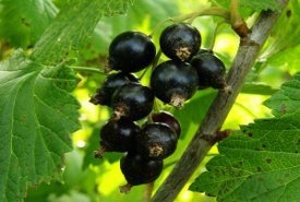 Астматикам поможет черная смородина