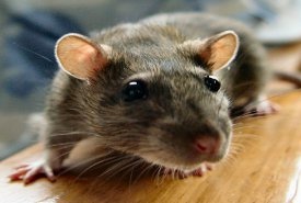 Пассивное курение вызывает воспалительную реакцию в легких